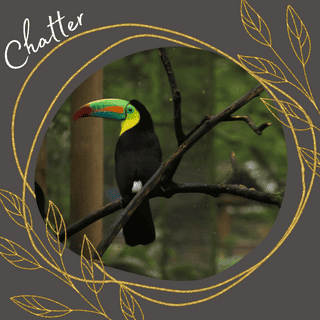 Chatter Business Development